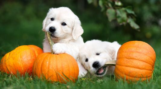 The Nutritional Power of Pumpkin: Why Every Dog Owner Should Consider This Superfood