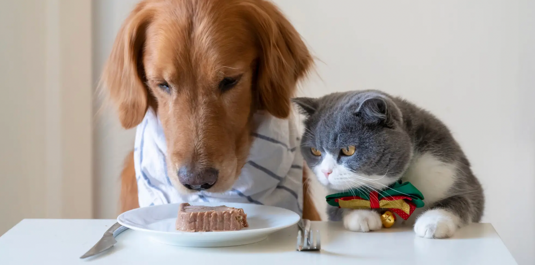 Dog and cat nutrition sale