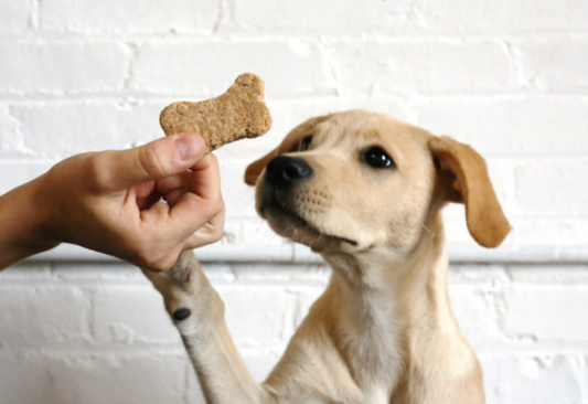 Homemade Pet Treats: A Scientific Approach to Healthy Rewards