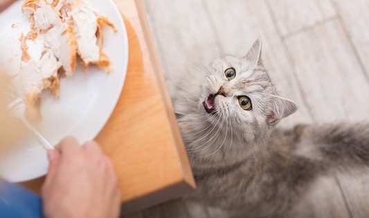 The Chemistry of Cooking: Safe Ingredients for Homemade Cat Treats