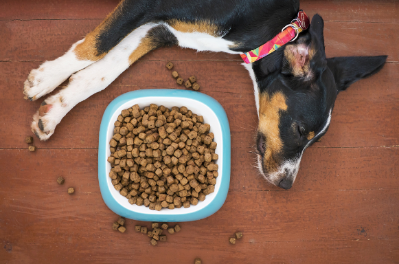 Solving Digestive Issues in Dogs with Proper Nutrition