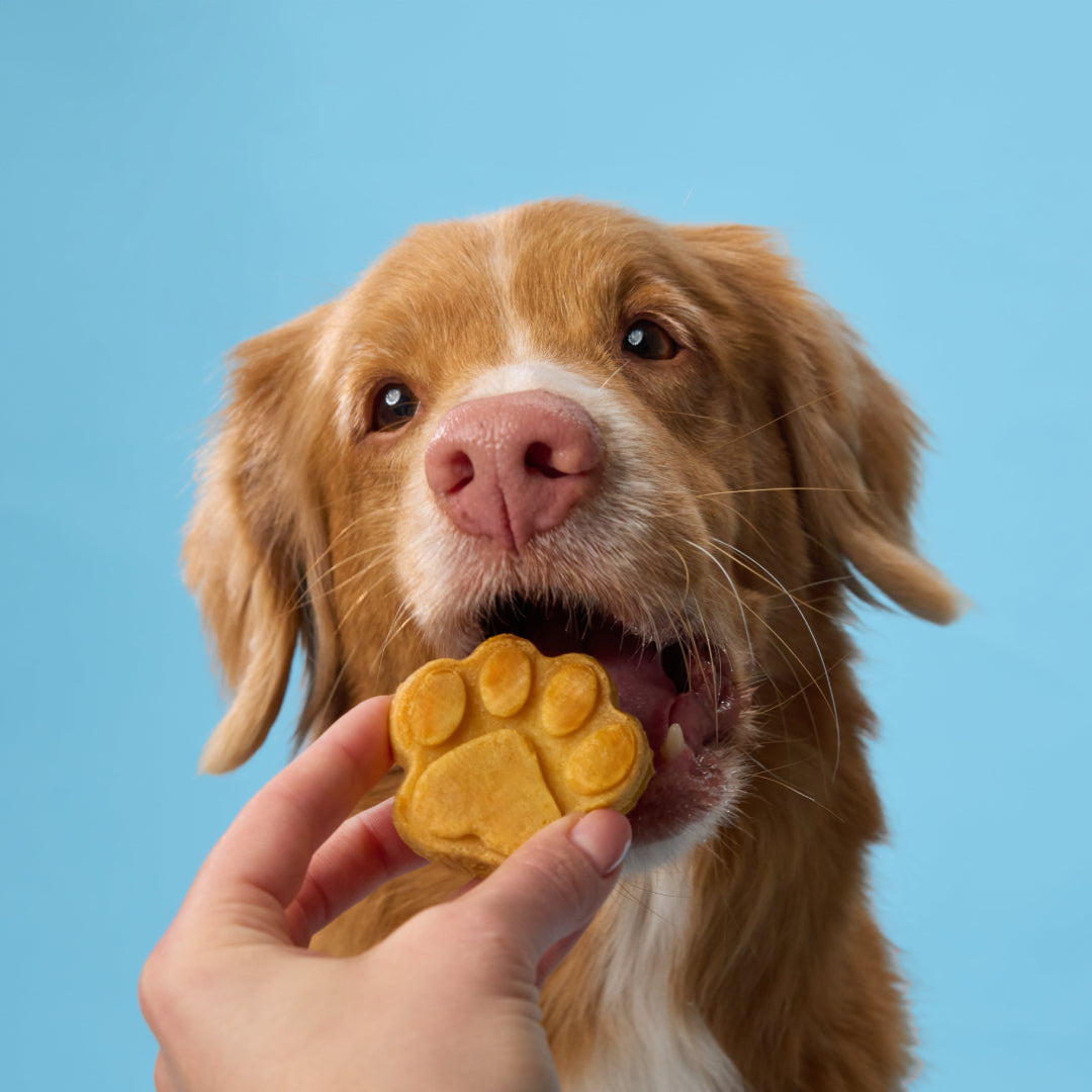 BoneItUp® Homemade Dog Treats Kit